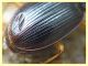 Bembidion o Ocydromus - Anzio - Tor Caldara - 17.3.2022 - (8).JPG