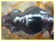 Bembidion o Ocydromus - Anzio - Tor Caldara - 17.3.2022 - (5).JPG