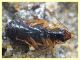 Bembidion o Ocydromus - Anzio - Tor Caldara - 17.3.2022 - (3).JPG