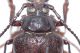 Prionus 01IX95 CastelGiorgio2.JPG