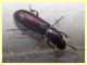 Corticeus unicolor - Anzio - Tor Caldara - 17.3.2022 - (3).JPG