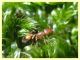 Temnothorax sp. nel muschio - Anzio - Tor Caldara - 17.3.2022 - (2).JPG