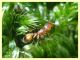 Temnothorax sp. nel muschio - Anzio - Tor Caldara - 17.3.2022 - (3).JPG