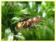 Temnothorax sp. nel muschio - Anzio - Tor Caldara - 17.3.2022 - (4).JPG