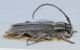 cerambycidae ID3.JPG