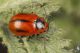 IMG_8160_Entomoscelis__s.jpg