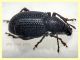 Otiorhynchus cribricollis 8 mm con rostro - Anzio 25.7.2021 - (5).JPG