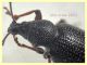 Otiorhynchus cribricollis 8 mm con rostro - Anzio 25.7.2021 - (1).JPG