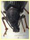 Otiorhynchus cribricollis 8 mm con rostro - Anzio 25.7.2021 - (4).JPG
