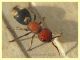 prob. Mutilla quinquemaculata 12 mm. - Anzio 10.3.2022 - (3).JPG