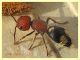 prob. Mutilla quinquemaculata 12 mm. - Anzio 10.3.2022 - (5).JPG