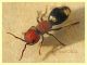 prob. Mutilla quinquemaculata 12 mm. - Anzio 10.3.2022 - (6).JPG