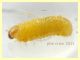 larva gialla 4 mm - Anzio 25.7.2021 - (2).JPG