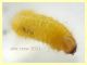 larva gialla 4 mm - Anzio 25.7.2021 - (6).JPG
