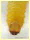 larva gialla 4 mm - Anzio 25.7.2021 - (4).JPG
