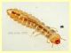 prob. Silvanidae larva 2,2 mm - Anzio 25.7.2021 - (6).JPG