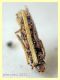 larva Psychidae - testa 2 mm. - Anzio 25.7.2021 - (2).JPG