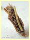 larva Psychidae - testa 2 mm. - Anzio 25.7.2021 - (3).JPG