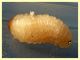larva Curculio sp. 8 mm. e frutto ospite - Anzio 23.4.2021 - (7).JPG