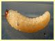 larva Curculio sp. 8 mm. e frutto ospite - Anzio 23.4.2021 - (5).JPG