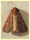 Noctuidae trovata morta - Anzio 12.10.2021 - (2).JPG