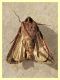 Noctuidae trovata morta - Anzio 12.10.2021 - (1).JPG