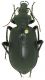 Calosoma_Tunisia_Oudref_26-VI-1990.jpg