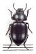 Comb3700cr-26zL6.jpg