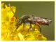 prob. Nomada femoralis - Anzio 13.4.2022 - (6).JPG