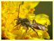 prob. Nomada femoralis - Anzio 13.4.2022 - (2).JPG