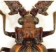 Penso Heteropaussus trapezicollis (Wasmann, 1922).jpg