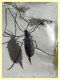 Cecidomyiidae prob. Oligotrophini prob. Rhopalomyia sp. - Anzio 13.4.2022 - (1).JPG