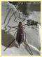 Cecidomyiidae prob. Oligotrophini prob. Rhopalomyia sp. - Anzio 13.4.2022 - (2).JPG