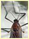 Cecidomyiidae prob. Oligotrophini prob. Rhopalomyia sp. - Anzio 13.4.2022 - (3).JPG
