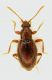 Scydmaenidae_Fiumata_29-VII-2010.jpg