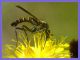 Empis sericans - maschio - Anzio 13.4.2022 - (4).JPG
