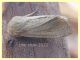 Noctuidae 2 salvato da una pozzanghera di zolfo - Anzio - Tor Caldara - 14.4.2022 - (2).JPG