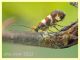 prob. Denisia sp. - Anzio - Tor Caldara - 14.4.2022 - (3).JPG