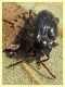 Lycoperdina sp. con Acari e fungo ospite - Anzio - Tor Caldara - 14.4.2022 - (4).JPG