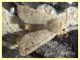 Noctuidae 1 salvato da una pozzanghera di zolfo - Anzio - Tor Caldara - 14.4.2022 - (2).JPG