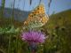 tn_Sibillini 03  08  2010 113.jpg