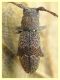 prob. Parmena unifasciata in pozzanghera di zolfo - Anzio - Tor Caldara - 14.4.2022 - (2).JPG