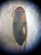Anaspis1.jpg