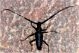 cerambice della quercia Cerambyx cerdo 2.jpg