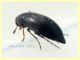 prob. Anaspis serbica 1,8 mm. - Anzio 20.5.2021 - (6).JPG