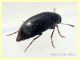 prob. Anaspis serbica 1,8 mm. - Anzio 20.5.2021 - (7).JPG