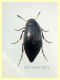 prob. Anaspis serbica 1,8 mm. - Anzio 20.5.2021 - (3).JPG