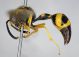 variepunctatus2.FEI.jpg