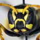 austroccidentalis 4.FEI.jpg