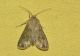 DSC_6674-compressed.jpg